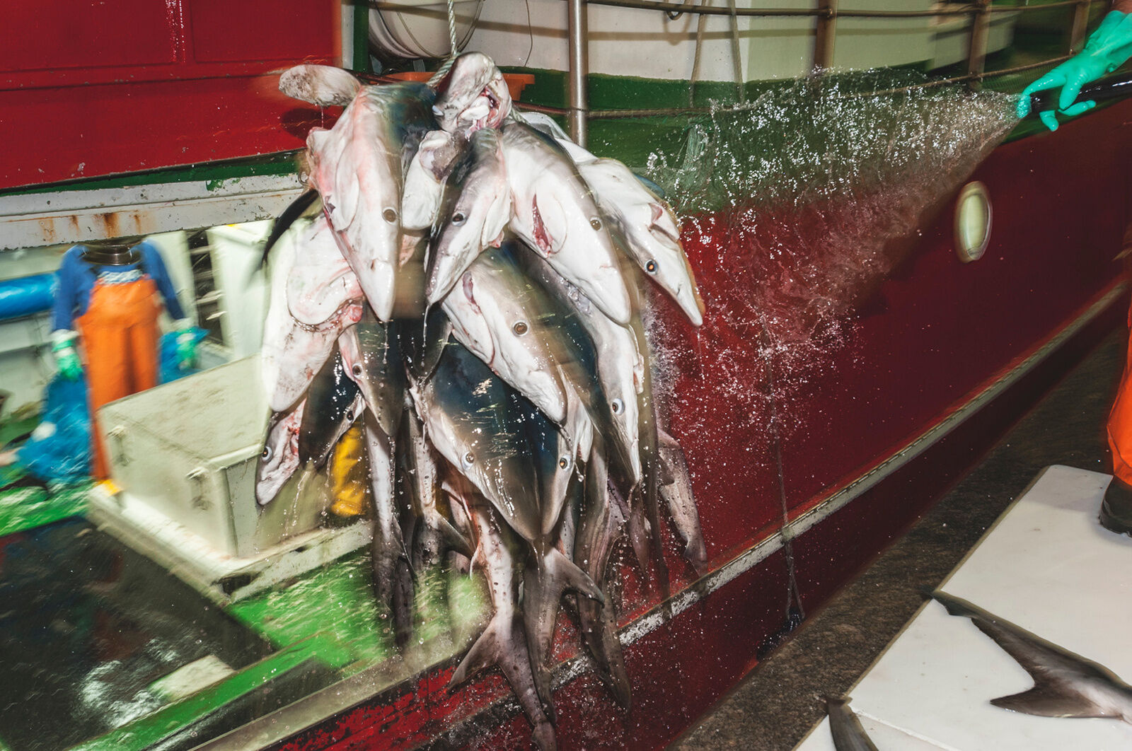 ‘Ghosts of the Sea’ Report of shark decline hits home for Clayton couple